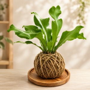 Hand-Wrapped Bird's Nest Fern Kokedama (Asplenium nidus)